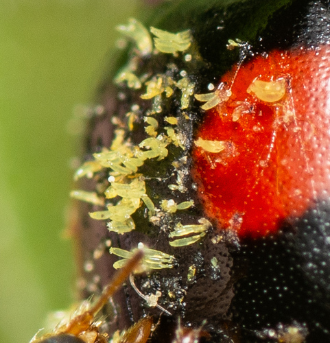 Hesperomyces harmoniae