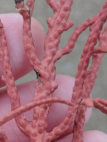 Leptogorgia hebes