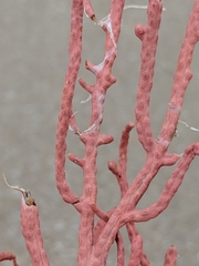 Leptogorgia hebes