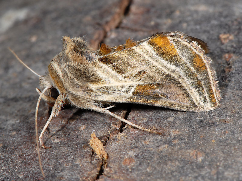 Euchalcia modestoides