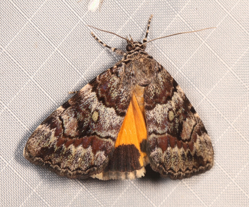 Jair Underwing