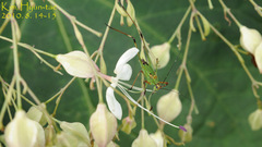 Phaneroptera nigroantennata