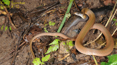 Hebius vibakari