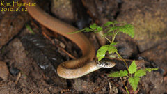 Hebius vibakari
