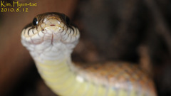 Hebius vibakari