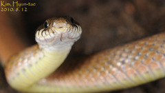 Hebius vibakari