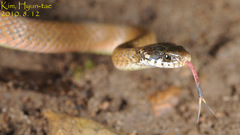 Hebius vibakari