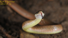 Hebius vibakari