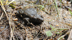 Bufo stejnegeri
