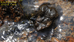 Bufo stejnegeri
