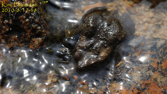 Bufo stejnegeri