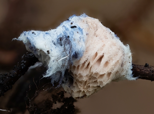 Byssoporia terrestris