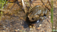 Bufo stejnegeri