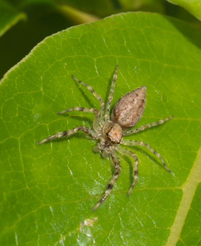Bronze Hopper
