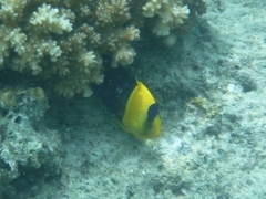 Centropyge bicolor
