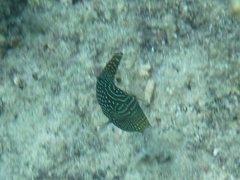 Canthigaster solandri