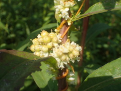 Cuscuta cephalanthi