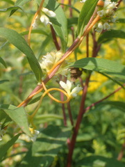 Cuscuta cephalanthi