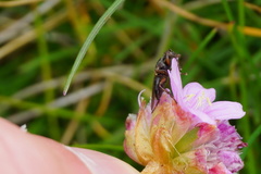 Coelopidae