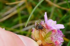 Coelopidae