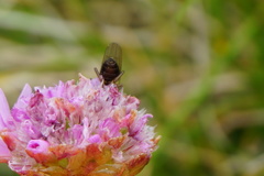 Coelopidae
