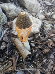 Phallus cinnabarinus
