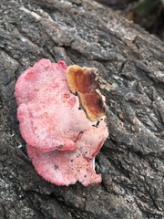 Phlebia incarnata image