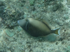 Sufflamen chrysopterum