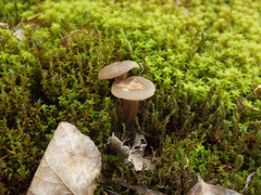 Clitocybe barbularum