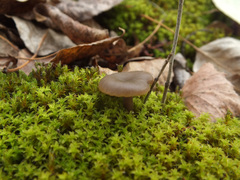 Clitocybe barbularum