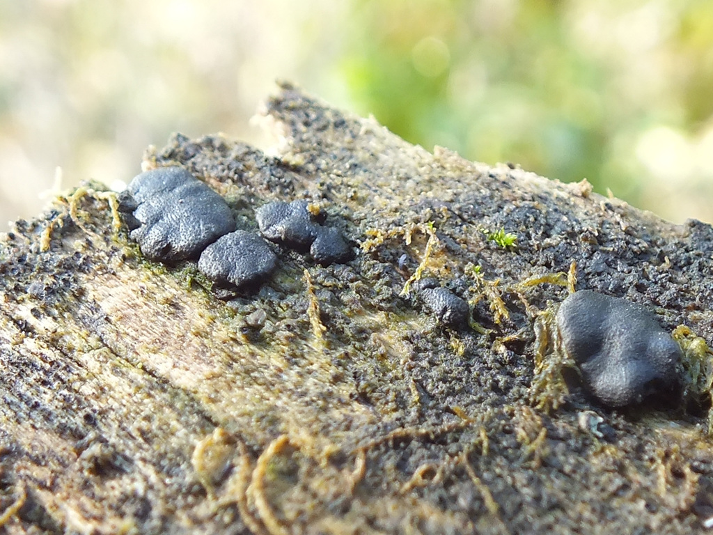 Trichoderma lixii