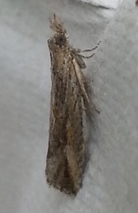 Strepsicrates ejectana