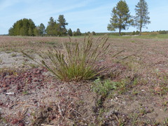 Poa bulbosa vivipara