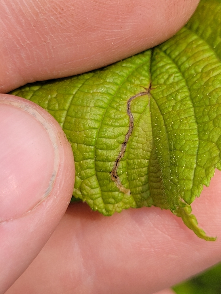 Orchestes mixtus