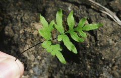 Doryopteris takeuchii