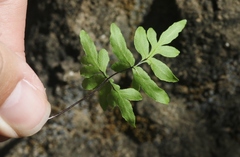 Doryopteris takeuchii