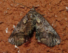 Paectes pygmaea