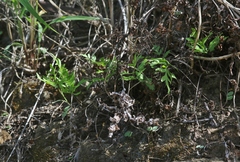 Doryopteris takeuchii