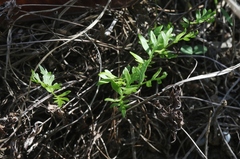 Doryopteris takeuchii