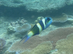 Thalassoma nigrofasciatum