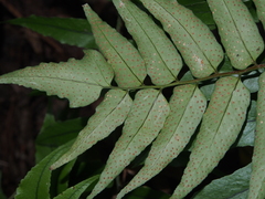 Cyrtomium laetevirens