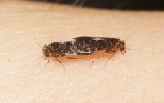Lepidopsocidae