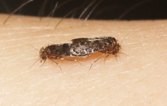 Lepidopsocidae