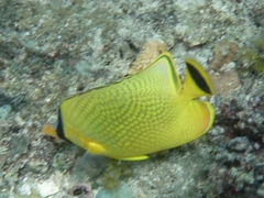 Chaetodon semeion
