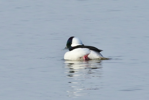 Bufflehead photographed in Illinois