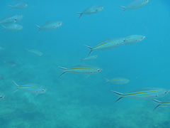 Caesio caerulaurea