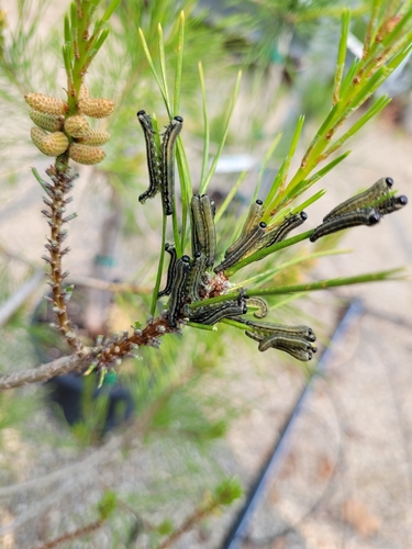 European Pine Sawfly photo 3