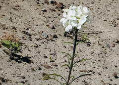 Erysimum franciscanum