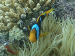 Amphiprion chrysopterus
