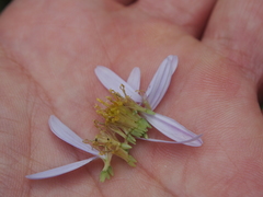 Aster microcephalus